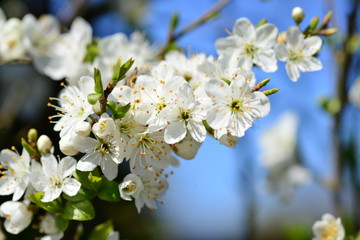 Hawthorn flowers, U.K. Spring blooms on a bush.