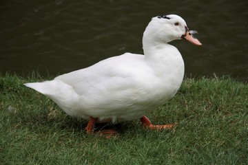 Canard blanc