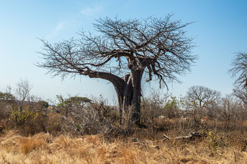 El baobab el árbol de la sabana 