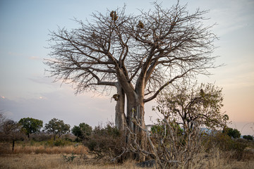 El baobab el árbol de la sabana 