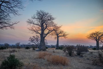 Foto op Canvas El baobab el árbol de la sabana  © fforriol