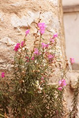 flowers on the wall