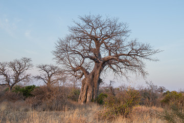 El baobab el árbol de la sabana 