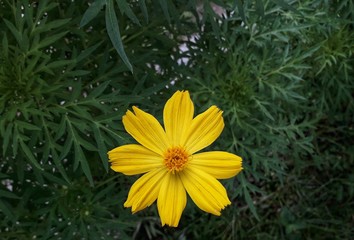 yellow flower in the garden
