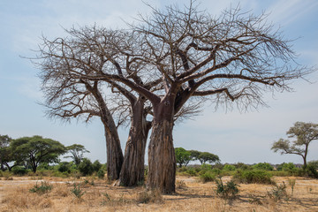 Fototapeta na wymiar El baobab el árbol de la sabana 
