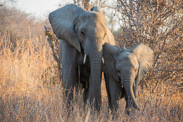 La vida de los elefantes © fforriol