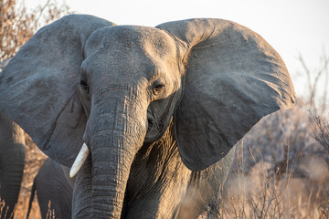 La vida de los elefantes © fforriol