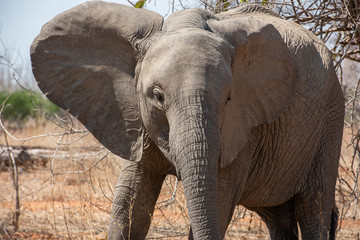 Fototapeta na wymiar La vida de los elefantes