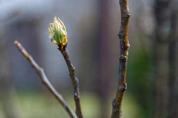 Spring blooming buds on fruit trees.