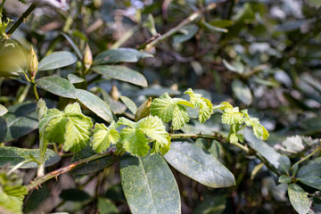 Brombeerplage im Garten, Brombeerranken ersticken Rhododendron, Wildwuchs