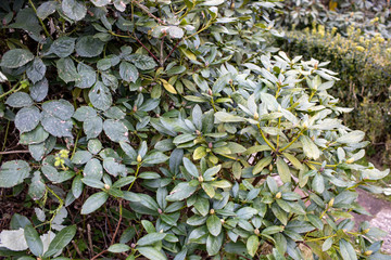 Brombeerplage im Garten, Brombeerranken ersticken Rhododendron, Wildwuchs