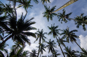Obraz na płótnie Canvas Coconut trees farm under blue sky at Malaysia.