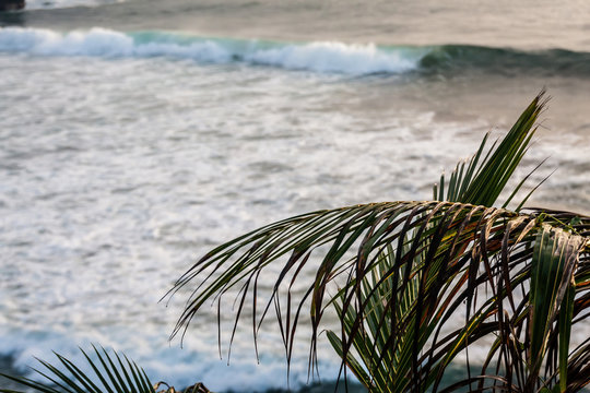 Palm tree leaves and sea surf waves at background. Focus on foreground.