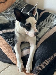 Ein hund mit einem schwarzen und weissen Auge