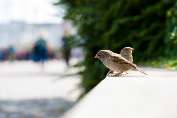 Sparrows on a bench
