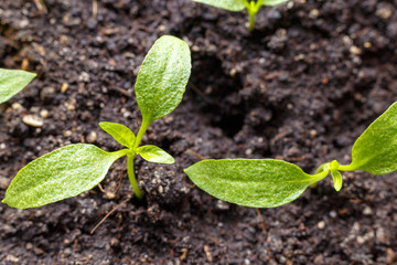 Young sprouts in the spring close-up on wet soil. Drops of dew on the leaves.