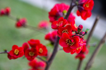 Closeup of some red spring flowers growing in a green meadow