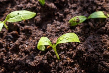 Young sprouts in the spring close-up on wet soil. Drops of dew on the leaves.