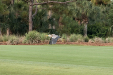 Great blue heron Ardea herodias bird flying over a marsh