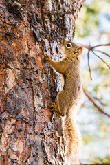 Squirrel in a Tree