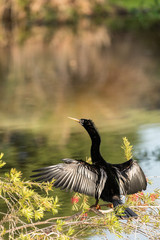 Black male Anhinga anhinga dries is wings