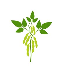 Soybean plant. Isolated soybean on white background