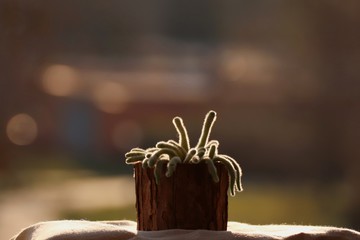 Morning urban jungle cactus