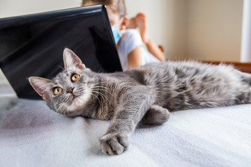 Close up grey cat lies near the laptop. Child in medical protective mask does her homework on laptop. Сat in focus Blurred background. Stay at home concept.quarantine pandemic COVID-2019 prevention.  