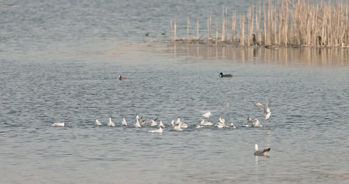 Seagulls eating in the water. Seabirds biodiversity of insular ecosystems. Seabirds and island communities, Biodiversity awareness conservation of insular species in Delta Vacaresti, Bucharest