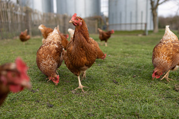 Fototapeta na wymiar Hühner auf der Weide