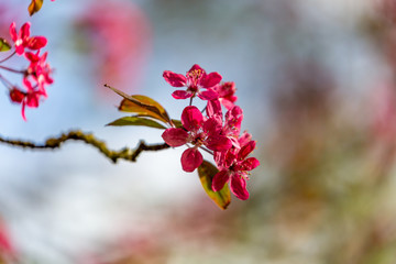 Vibrant pink blossom on a tree in spring