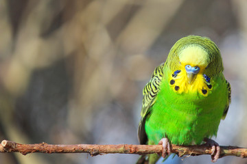 Green Budgie (Wellensittich, Melopsittacus undulatus)