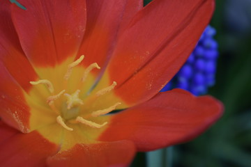 Obraz premium Tulipa (tulips) is genus of spring blooming perennial herbaceous bulbiferous geophytes dying back after flowering to an underground storage bulb In structure the plant is generally cup or star shaped