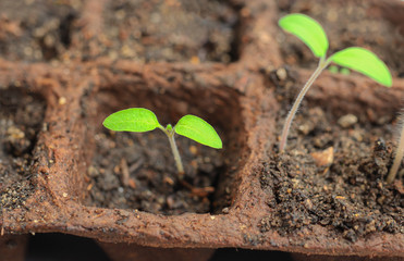 Young bright green tomato sprouts in peat pots which was sprouted from seeds, closeup. The concept...