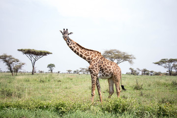 Giraffen Serengeti