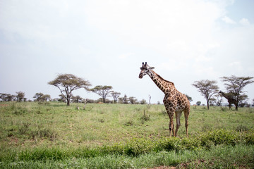 Naklejka premium Giraffen Serengeti
