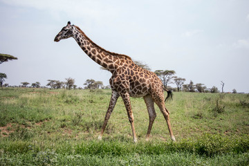 Giraffen Serengeti