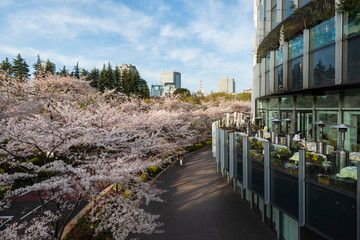 Tokyo Midtown Cherry Blossom during sunset