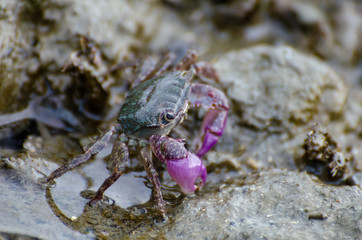 Purple crab search food at rock near coastal.