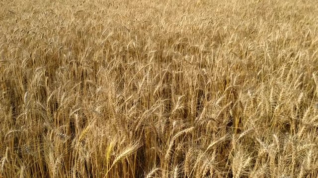 Slow motion. Close up. Wheat Field close up. Ripe seeds in dry wheat heads on big field in countryside. Golden wheat field isolated. Nepal