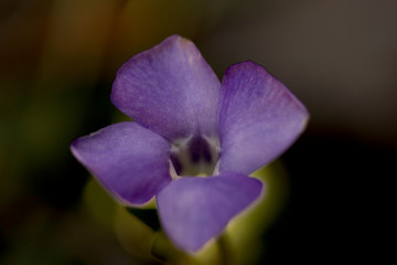 Obraz premium purple orchid on black background