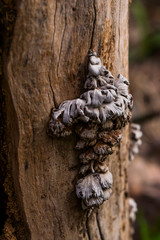 Tree mushroom on the surface of a tree trunk. The texture of dry wood mushroom. The texture of the trunk of an old tree. Fragment. Macro photo.