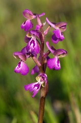 Wild green-winged orchid, trimaculata form - Anacamptis morio subsp. picta