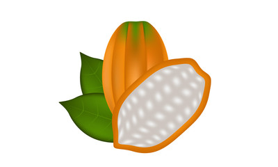 Fresh Cocoa fruit and cut vector and illustration