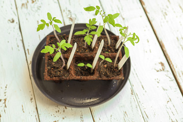 Young bright green sprouts of different varieties of tomato in peat pots which were sprouted from seeds with white tags, on the white wooden table. Gardening and spring plantings in the garden concept
