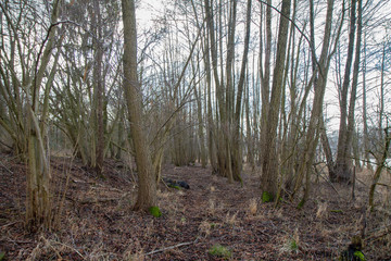 Trees in a forest in late winter