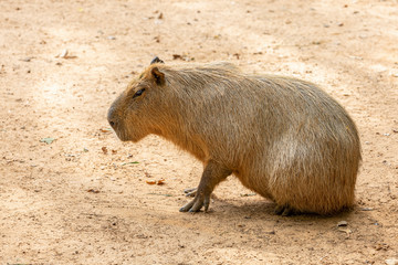 Capybara