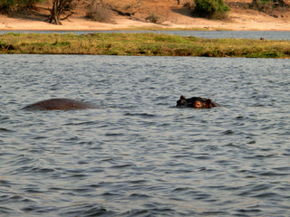 Hippopotamus amphibius