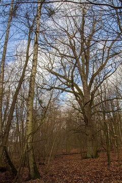 Oak tree growing ina forest in late winter