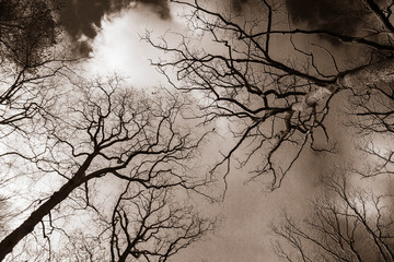 Trees in a forest seen upwards against a cloudy sky in monochrome